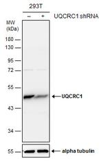 UQCRC1 Antibody in Western Blot (WB)