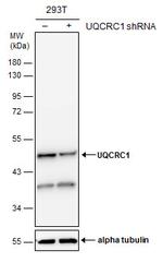 UQCRC1 Antibody in Western Blot (WB)