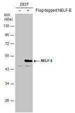 RDBP Monoclonal Antibody (E1C1)