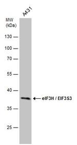 eIF3h Antibody in Western Blot (WB)