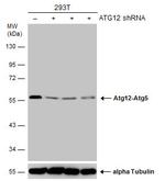 ATG12 Antibody in Western Blot (WB)