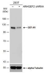 GEF-H1 Antibody in Western Blot (WB)