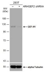 GEF-H1 Antibody in Western Blot (WB)