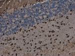 QKI Antibody in Immunohistochemistry (Paraffin) (IHC (P))