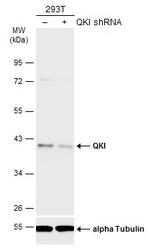 QKI Antibody in Western Blot (WB)