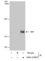 STAG1 Antibody in Immunoprecipitation (IP)