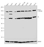 STAG1 Antibody in Western Blot (WB)