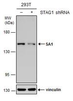 STAG1 Antibody in Western Blot (WB)