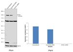 STAG1 Antibody in Western Blot (WB)