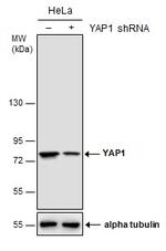 YAP1 Antibody in Western Blot (WB)