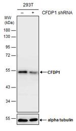 CFDP1 Antibody in Western Blot (WB)