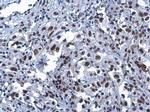 CFDP1 Antibody in Immunohistochemistry (Paraffin) (IHC (P))