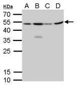 CFDP1 Antibody in Western Blot (WB)