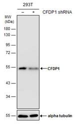 CFDP1 Antibody in Western Blot (WB)