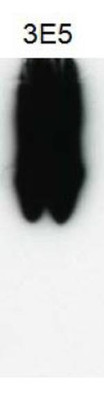 VAMP5 Antibody in Western Blot (WB)