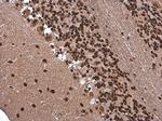 ARID5A Antibody in Immunohistochemistry (Paraffin) (IHC (P))
