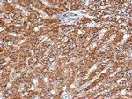 Arginase 2 Antibody in Immunohistochemistry (Paraffin) (IHC (P))