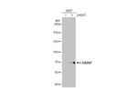 GAD67 Antibody in Western Blot (WB)