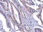 PUF60 Antibody in Immunohistochemistry (Paraffin) (IHC (P))