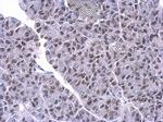 PUF60 Antibody in Immunohistochemistry (Paraffin) (IHC (P))
