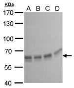 PUF60 Antibody in Western Blot (WB)