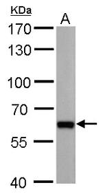 PUF60 Antibody in Western Blot (WB)