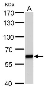PUF60 Antibody in Western Blot (WB)