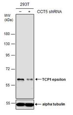 TCP-1 epsilon Antibody in Western Blot (WB)