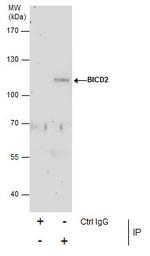 BICD2 Antibody in Immunoprecipitation (IP)