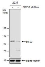 BICD2 Monoclonal Antibody (GT1824)