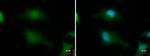 BABAM1 Monoclonal Antibody (GT1251)