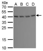 BABAM1 Antibody in Western Blot (WB)
