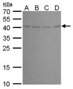 BABAM1 Antibody in Western Blot (WB)