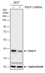 PSAT1 Antibody in Western Blot (WB)