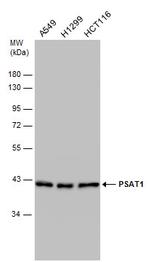 PSAT1 Antibody in Western Blot (WB)