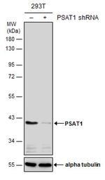 PSAT1 Antibody in Western Blot (WB)