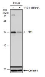 FIS1 Antibody in Western Blot (WB)
