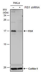 FIS1 Antibody in Western Blot (WB)