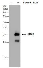 STX17 Antibody in Western Blot (WB)