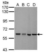 MTPAP Antibody in Western Blot (WB)