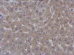 MTPAP Antibody in Immunohistochemistry (Paraffin) (IHC (P))