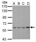 MTPAP Antibody in Western Blot (WB)