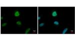 ENY2 Monoclonal Antibody (GT245)