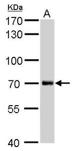 KIAA1530 Antibody in Western Blot (WB)
