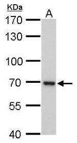 KIAA1530 Antibody in Western Blot (WB)