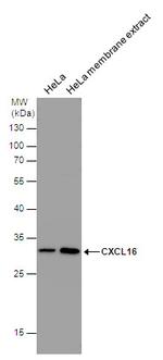 CXCL16 Antibody in Western Blot (WB)