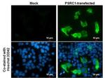PSRC1 Monoclonal Antibody (GT615)