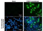PSRC1 Monoclonal Antibody (GT982)