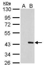PSRC1 Antibody in Western Blot (WB)