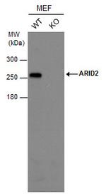 ARID2 Antibody in Western Blot (WB)
